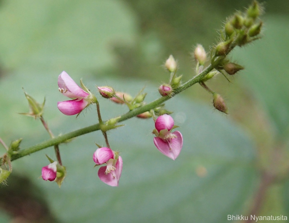 Polhillides velutina (Willd.) H.Ohashi & K.Ohashi